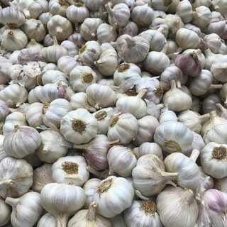 Key Differences Between Indian and Chinese Garlic You Need to Know