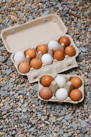 White vs Brown Eggs: Are They Different?