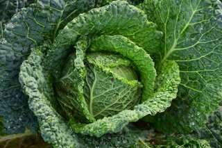 5 Vegetables That Are Rich in Iron and Essential Nutrients