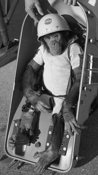 7 Animals That Travelled to Space Before Humans