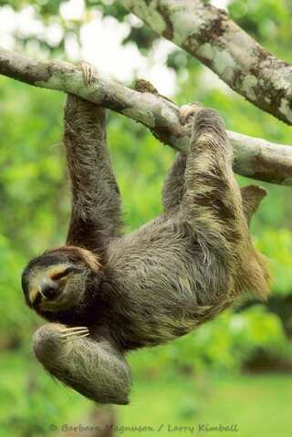 5 Animals Well-Known for Their Calm Behaviour
