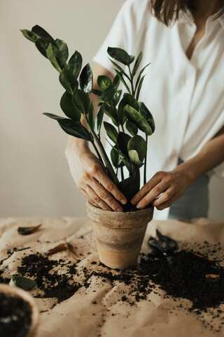 5 Indoor Plants That Can Help With Indoor Humidity During Rainy Season
